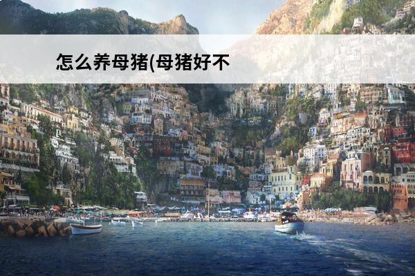 怎么养母猪(母猪好不
